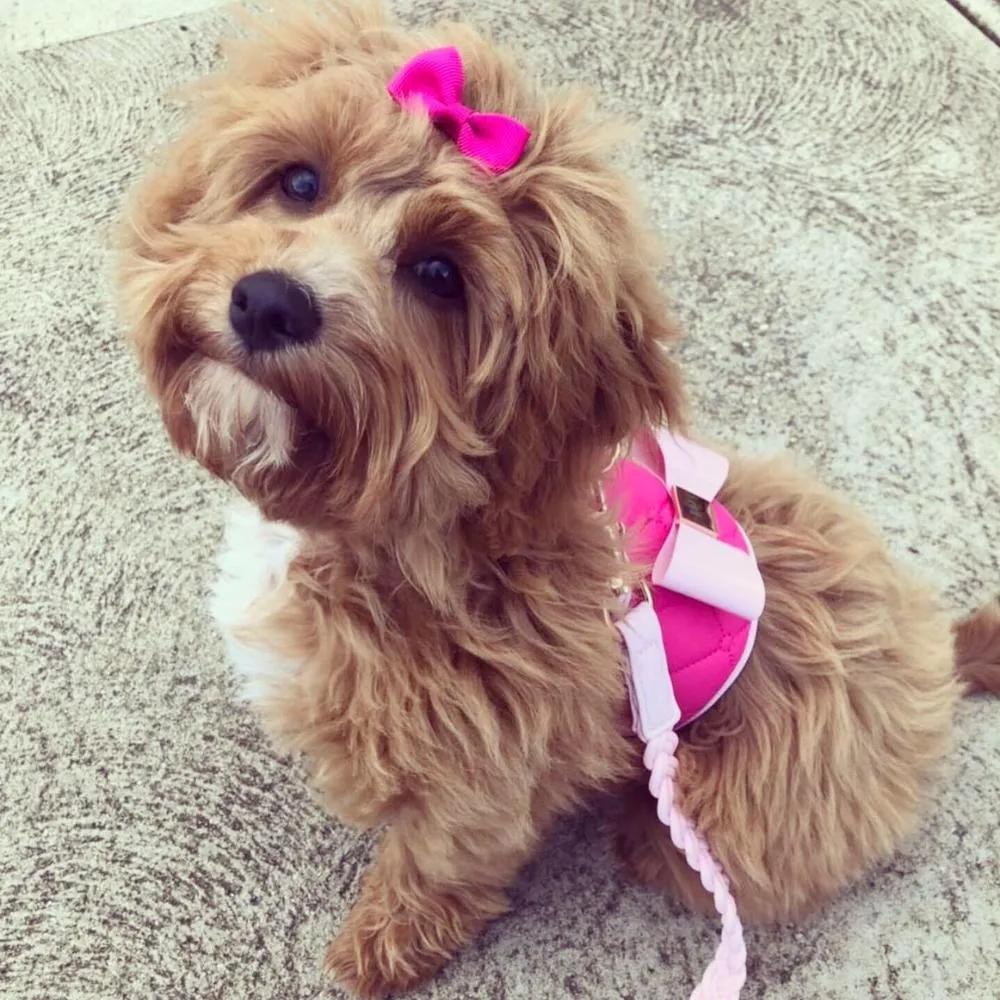 DOG HARNESS - FUCHSIA - HGP