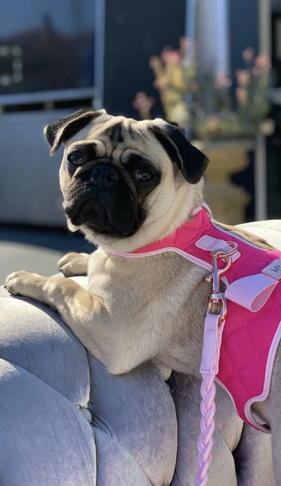 DOG HARNESS - FUCHSIA - HGP