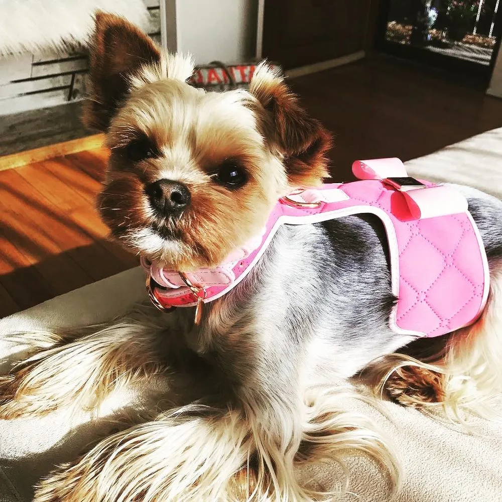 DOG HARNESS - FUCHSIA - HGP